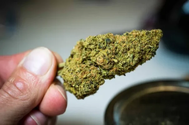 Tips for Beginners Buying Weed Online in the UK – A Complete Guide