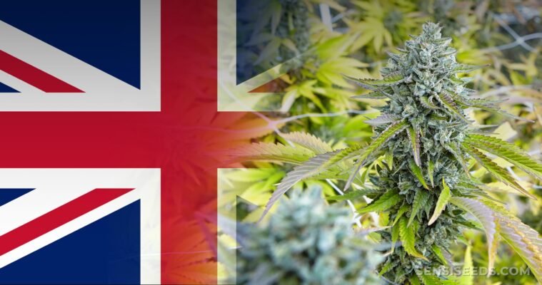Top Cannabis Strains in the UK